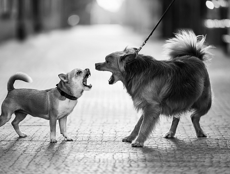 kutya rehabilitáció