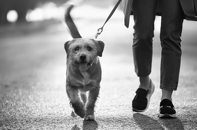 kutya rehabilitáció